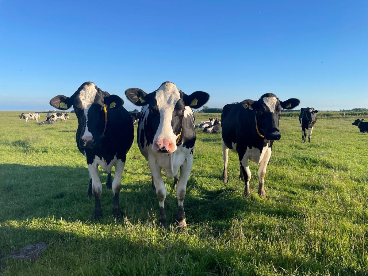 Johanneshoeve - De Mooiste Plek Op Texel Den Hoorn  Bagian luar foto